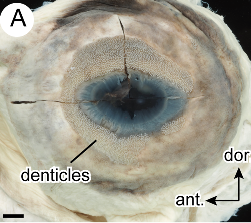 Whale sharks’ armoured eyes - nzoptics